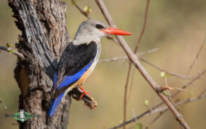 Custom-made Botswana birding tours