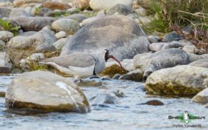 India and Bhutan birding tours