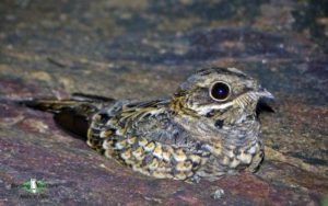 Forest Owlet birding tour