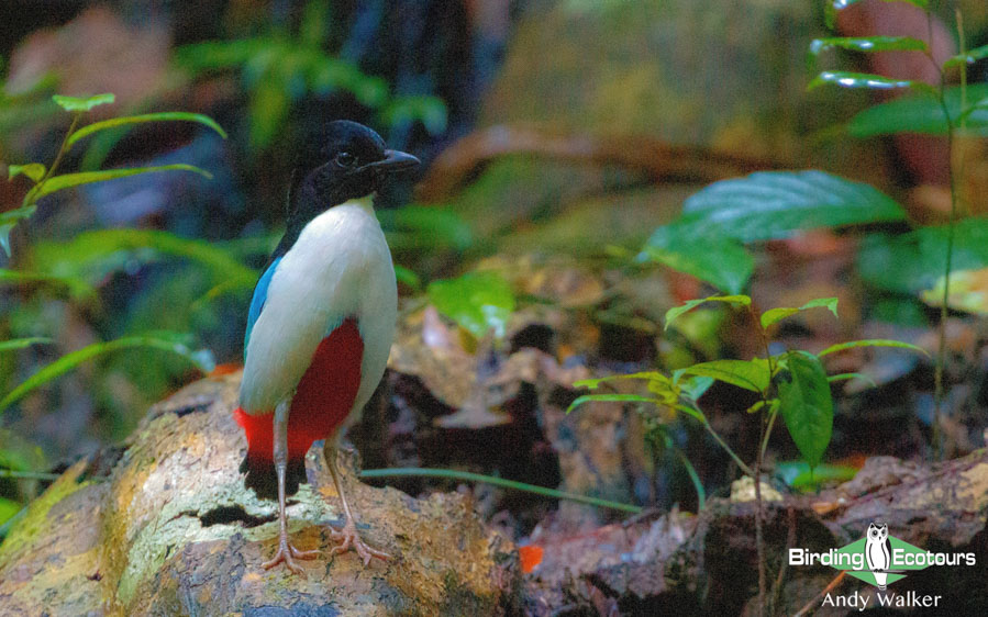 Sulawesi and Halmahera birding tours