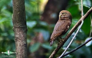 Forest Owlet birding tour