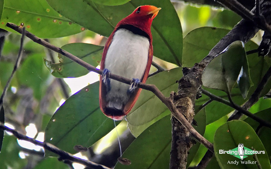 West Papua birding tours