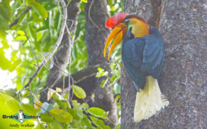 Sulawesi and Halmahera birding tours