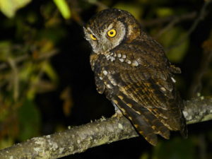 Owls of Peru