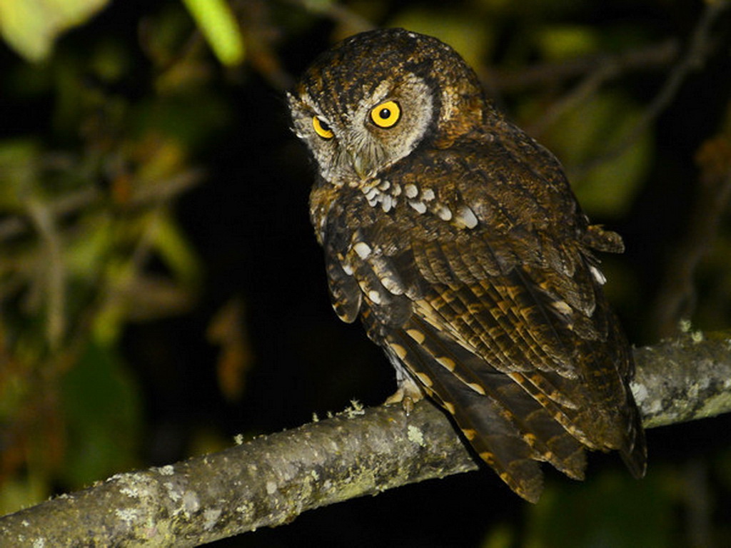 Owls of Peru