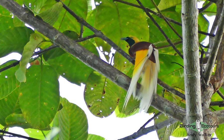 West Papua birding tours