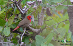 Malawi birding tours