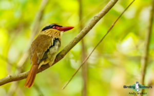 Sulawesi and Halmahera birding tours