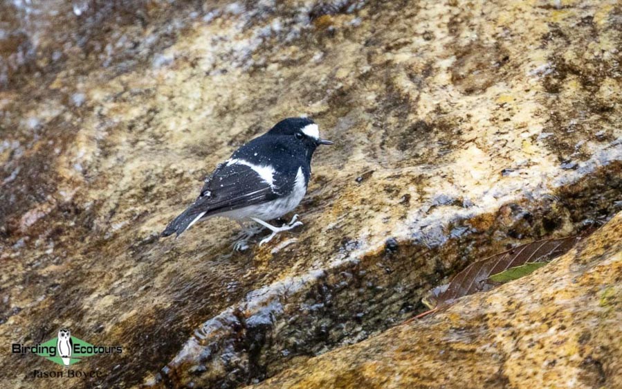 Bhutan birding tours