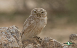 Owls of Israel