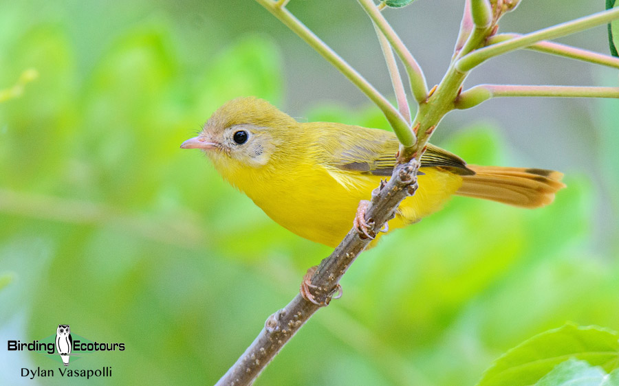 Malawi birding tours