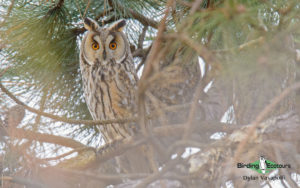 Owls of Israel