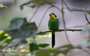 India and Bhutan birding tours