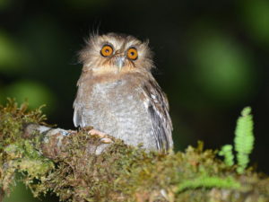 Owls of Peru