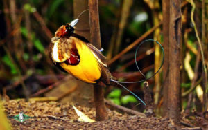 New Guinea birding tours