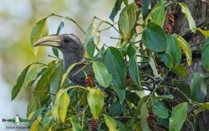 Forest Owlet birding tour