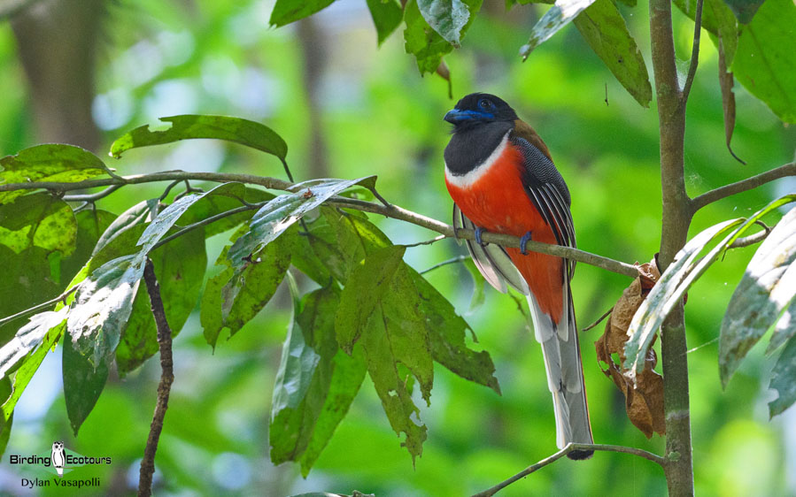 Forest Owlet birding tour