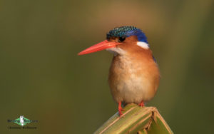 Kenya birding tours