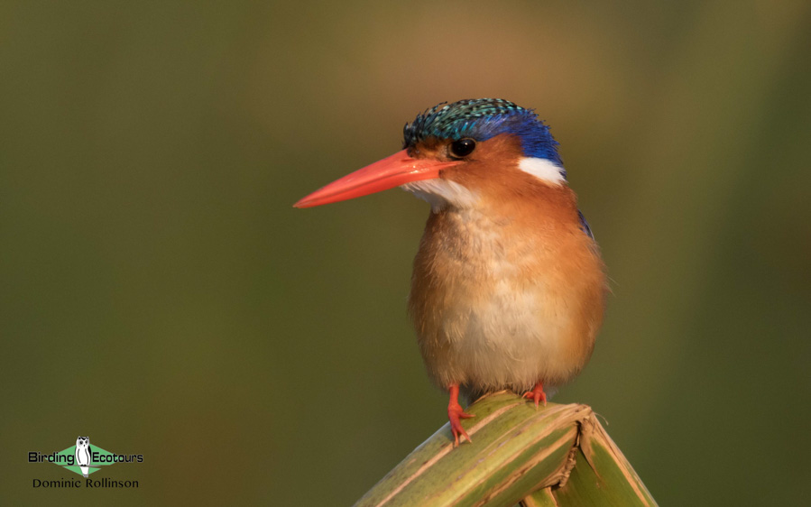 South African Birding Tours - Birding Ecotours