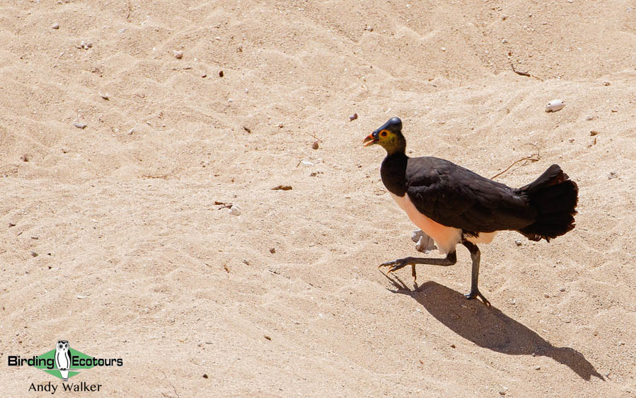 Sulawesi and Halmahera birding tours