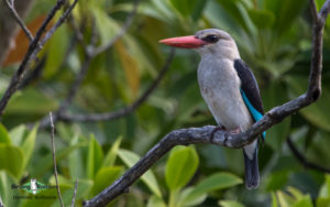 Kenya birding safari