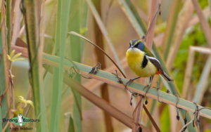 Lima birding tours