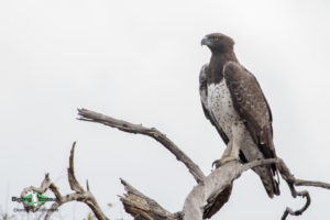 Kenya birding safari