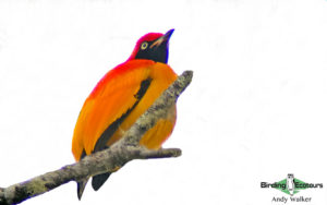 West Papua birding tours