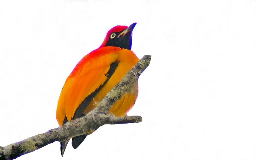 West Papua birding tours