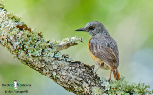 Malawi birding tours