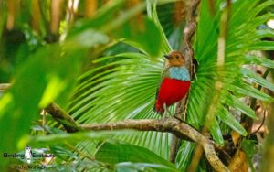 Sulawesi and Halmahera birding tours