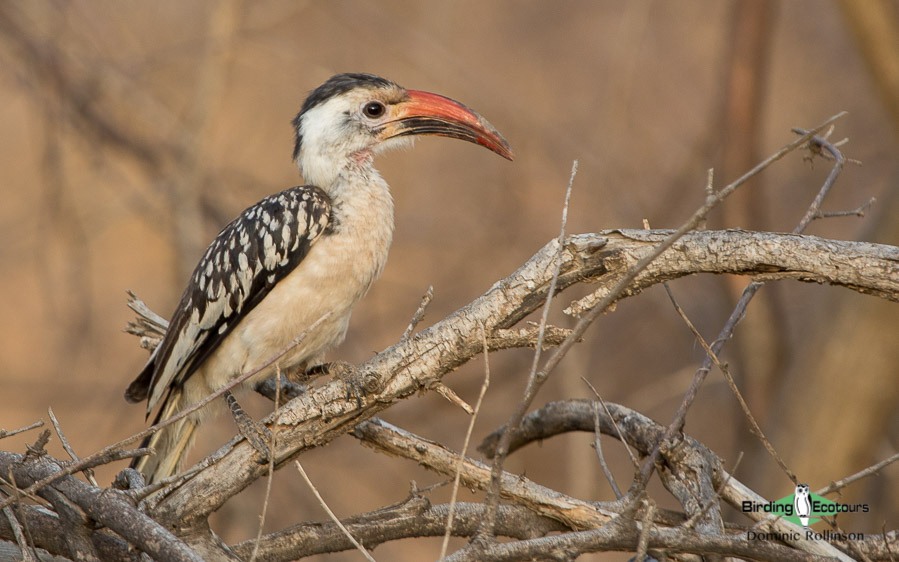 Kenya birding safari