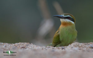 Berenty birding tours