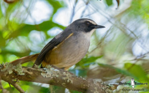 Malawi birding tours