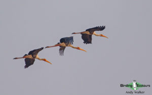 India and Bhutan birding tours