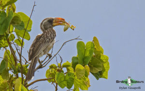 Malawi birding tours