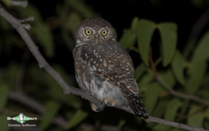 Owls of West Africa