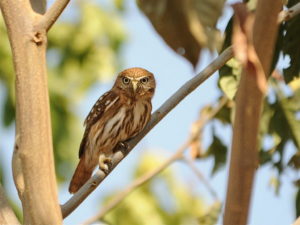 Owls of Peru