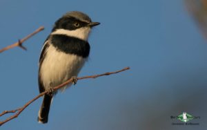 Custom-made Botswana birding tours