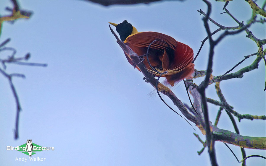West Papua birding tours