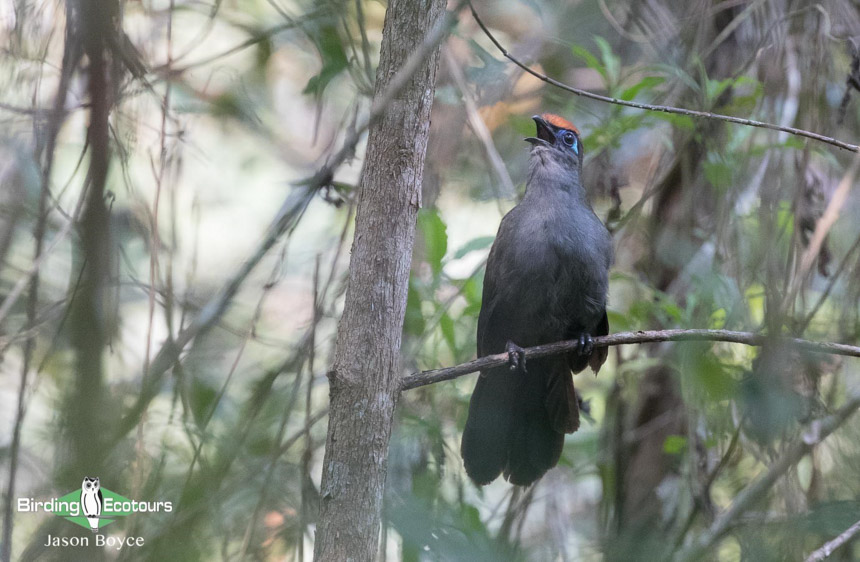 Berenty birding tours