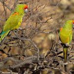 Bolivia birding tours