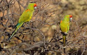 Bolivia birding tours