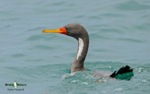 Lima birding tours