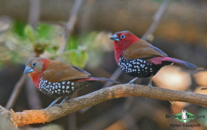 Malawi birding tours