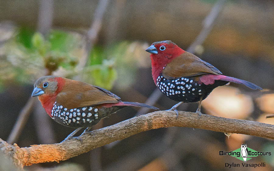 Malawi birding tours