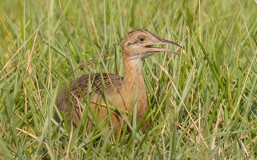 Bolivian birding tours