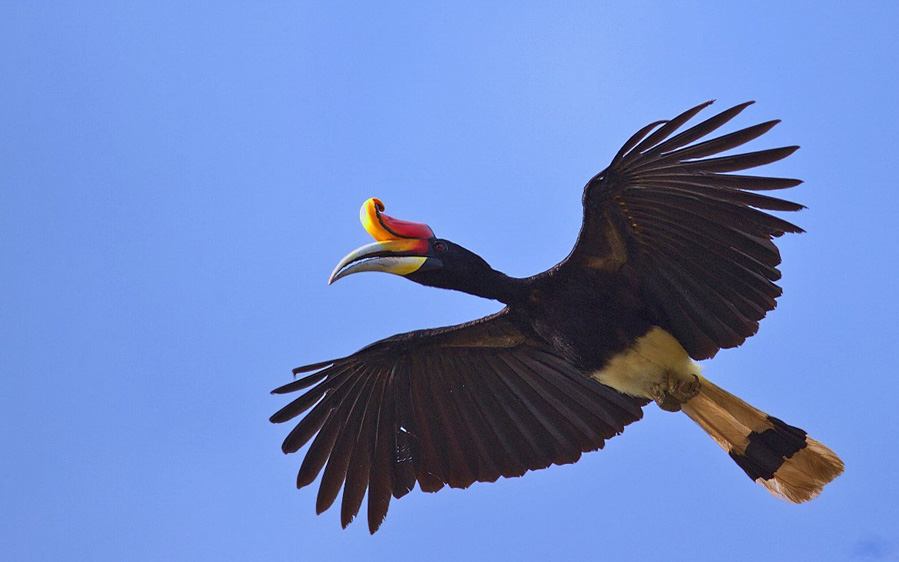 Borneo birding tours