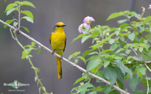 India and Bhutan birding tours