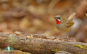 India and Bhutan birding tours